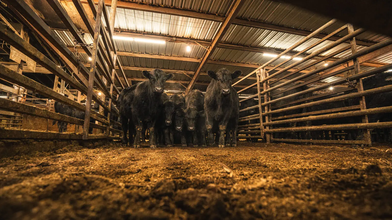 A group of cows in a pen with one cow standing up.