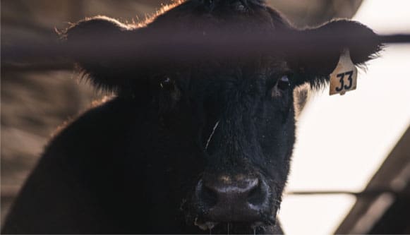A black cow with horns looking through the bars of his fence.